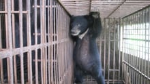 A bear cub on a farm in Vietnam - photo by our partners Education for Nature Vietnam