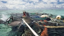 Monk seal is caught in abandoned fishing tackle, Pacific Ocean