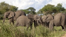En elefantflok i Mikumi National Park, Tanzania
