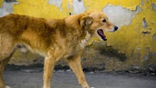 En herreløs hund i staten Puebla i Mexico. World Animal Protection har hjulpet landet med at udrydde rabies ved at vaccinere hundene.