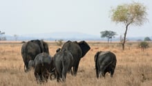 World Elephant Day