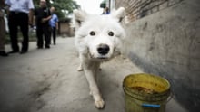 Hund i Kina