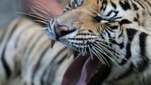 Tigerselfies er blevet en trend på datingappen Tinder