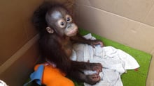 Orangutangungen George blev holdt som kæledyr hos en familie. Han kom til rehabiliteringscentret 6 måneder gammel.