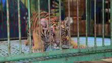 En fanget tigerunge i Sri Racha Tiger Zoo, Thailand