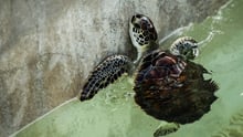 Havskildpadder lider under unaturlige forhold på Cayman Turtle Centre