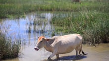 Hundredtusinder af dyr og deres ejere er blevet ramt af voldsomme oversvømmelser i Nepal og det nordøstlige Indien.