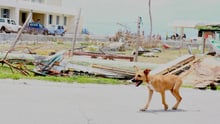Vi har været med til at opføre et nyt internat for hunde og katte på øen Barbuda i Caribien.