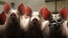 World Animal Protection staff holding piglet - Animals in farming