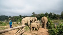 Glade elefanter i Mandalao