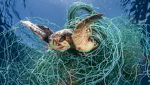 En havskildpadde fanget i et spøgelsesnet i Middelhavet