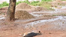 Fflere hundrede køer, geder, får, høns og andre dyr mistede livet under oversvømmelserne i Kenya i foråret 2018.