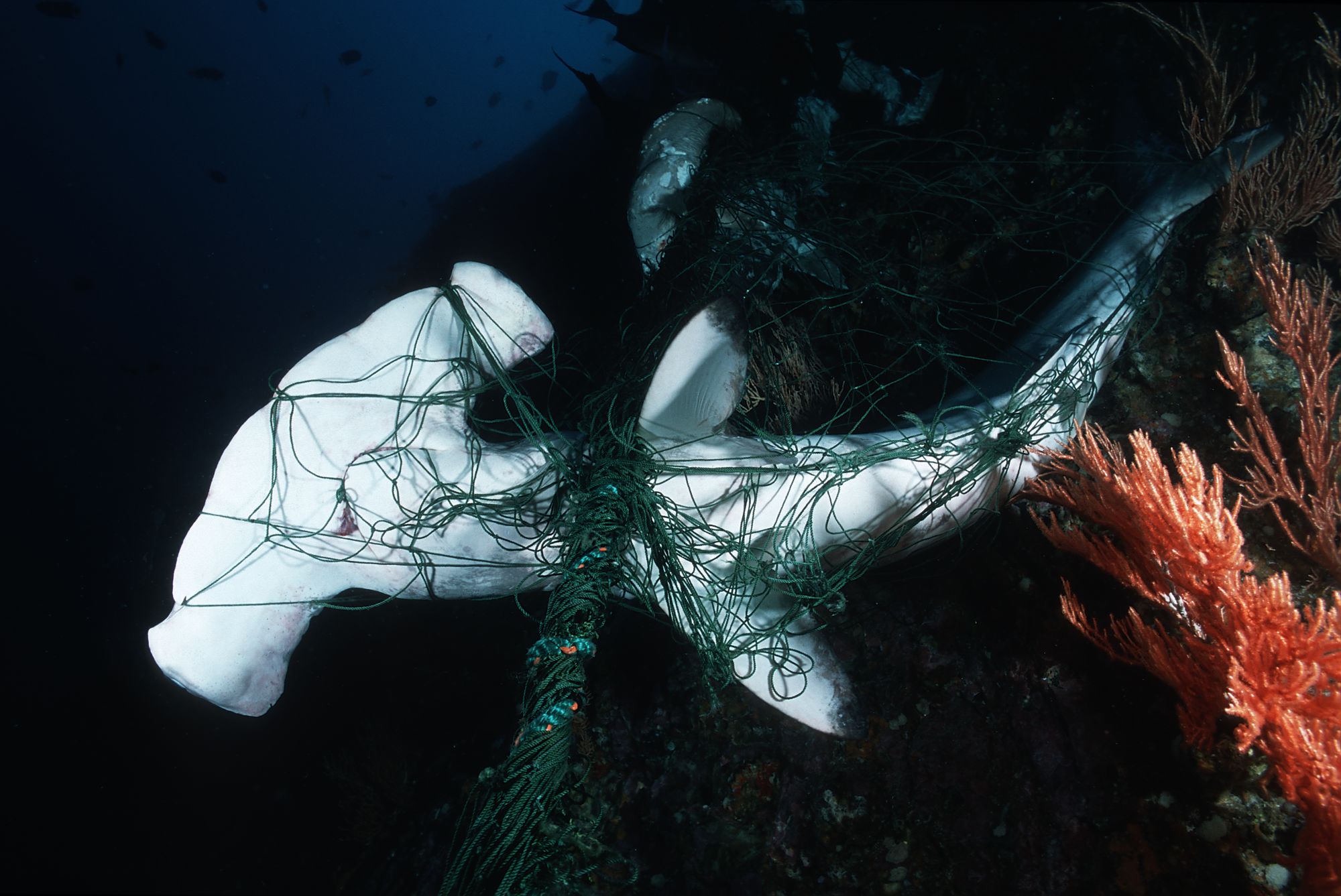 En hammerhaj fanget i et net. Foto: Pascal Kobeh / Nature Picture Library