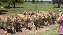 I takt med efterspørgslen på traditionel medicin stiger antallet af ”avlsfabrikker” med løver og tigre voldsomt i Sydafrika og Asien. 
