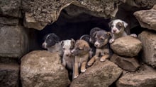 Vi har vaccineret hundredvis af hunde og katte i slumkvarteret Kibra i Kenya, så de ikke bliver dræbt af frygt for, at de har den dødbringende sygdom.