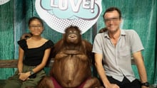 Besøgende i Avilon, Filippinerne, får taget fotos med orangutanger.