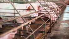 Walmart - Animal Cruelty - World Animal Protection