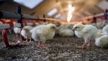 Fastfoodkæden KFC i Danmark dropper turbokyllinger og forpligter sig til at højne dyrevelfærden i kæden.