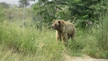 New expansion opens at Balkasar bear sanctuary