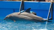 Delfinshow i Miami Seaquarium