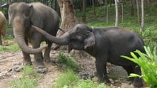 En elefantlejr på den thailandske ø Koh Lanta følger i fodsporene på ChangChill, som vi tidligere har hjulpet til at blive elefantvenlig. 