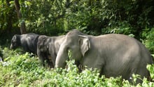 Den thailandske elefantlejr ChangChill (tidligere Happy Elephant Care Valley), som vi samarbejder med, blev fuldt ud elefantvenlig i 2019. Senere på året hjalp vi endnu en elefantlejr, Following Giants (tidligere Eco Turism Koh Lanta) til også at blive elefantvenlig.