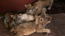 Løve- og tigerunger på en sydafrikansk løvefarm