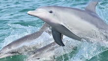 Pictured: Wild dolphins swimming