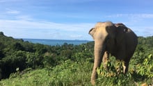 An elephant at Following Giants in Thailand