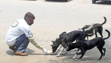 Vi har fodret sultne hunde i Indien under coronapandemien