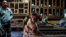 Chained pit-tailed macaque.