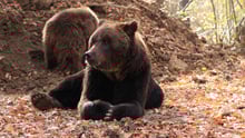 Timka, um urso marrom de 20 anos, sentado em meio à floresta do santuário Libearty