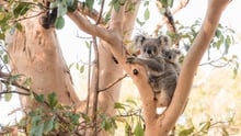 En koalahun med sin unge i et træ i Magnetic Island i Queensland, Australien. Foto: NOMADasaurus
