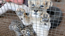 A caged lion and tiger cub.