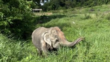 Hunelefanten Nam Gaew i Tree Tops Elephant Reserve