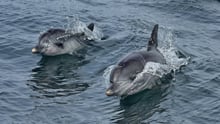 Dolphins in the wild at Algoa Bay Whale Heritage Site in South Africa