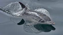 A photo by  Raggy Charters shows a dolphin in the wild at Algoa Bay in South Africa.