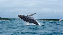 Algoa Bay i Sydafrika er udnævnt til Whale Heritage Site