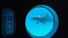 Delfin ved turistattraktion i Mexico