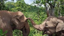 Dodo og en anden elefant i reservatet