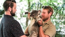 Turist og dyrepasser med koala i Lone Pine, Queensland, Australien