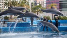 Delfinshow i Oceanogràfic de Valencia, Spanien.