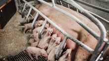So, der kan være naturligt sammen med sine pattegrise
