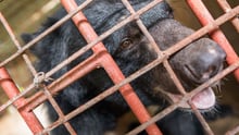 Five Asiatic black bears have been rescued from the horrific abuse of bear bile farming