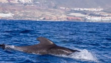 Delfin i Whale Heritage Site, Tenerife