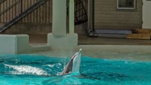 Delfin i Kolmården dyrepark, Sverige