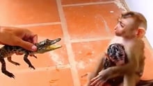 Aapje opzettelijk gebeten door krokodil