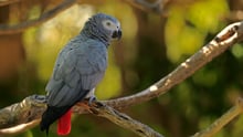 African grey parrot in the wild - Credit: Jurgen and Christine Sohns / Getty Images