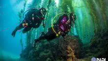 PADI divers underwater - World Animal Protection - Sea Change