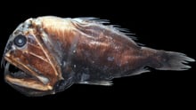 Anoplogaster cornuta / common fangtooth fish